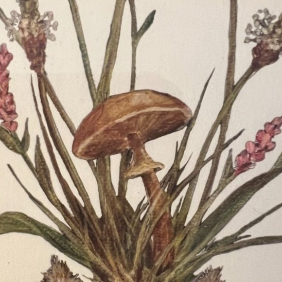 FRAMED Owl Print Mushroom Foliage Flowers Wooden Real Glass Boho Cottage 5" x 7" - Picture 4 of 6